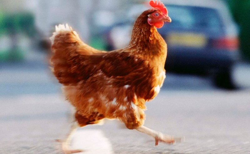 Guide to chicken road